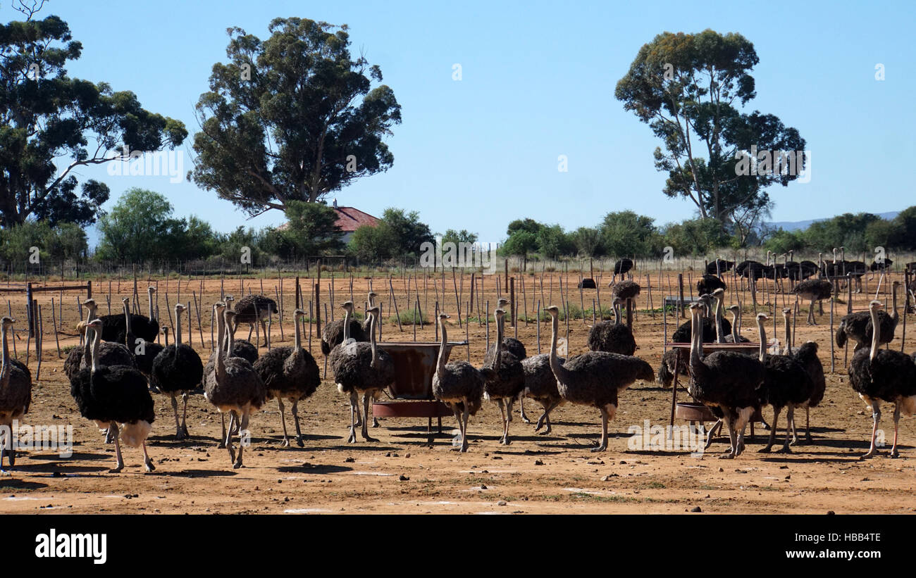 On an ostrich farm in South Africa Stock Photo