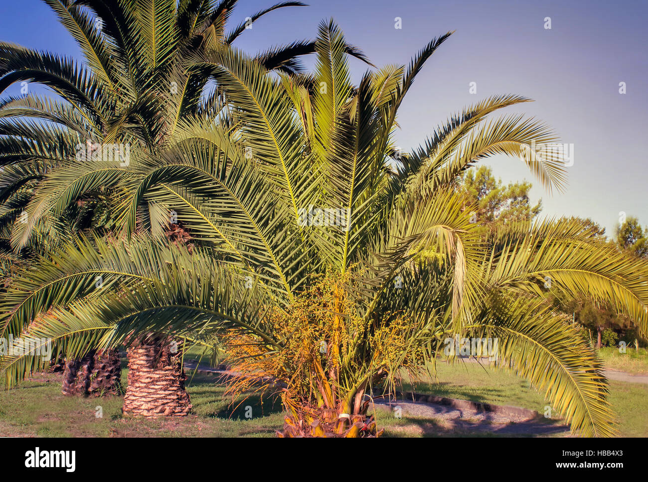 Beautiful green park palm trees hi-res stock photography and images - Alamy