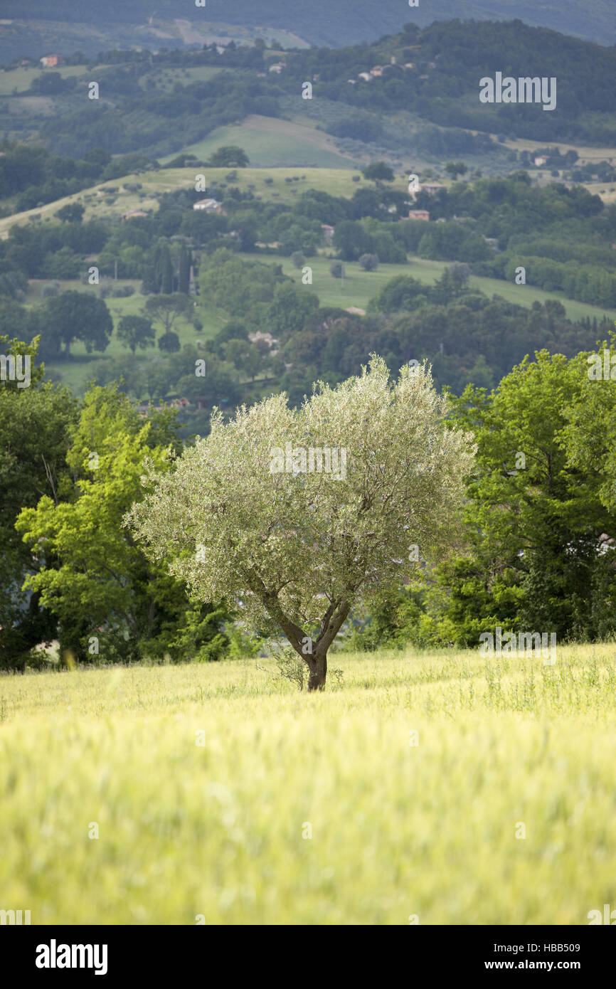 Young olive tree hires stock photography and images Alamy