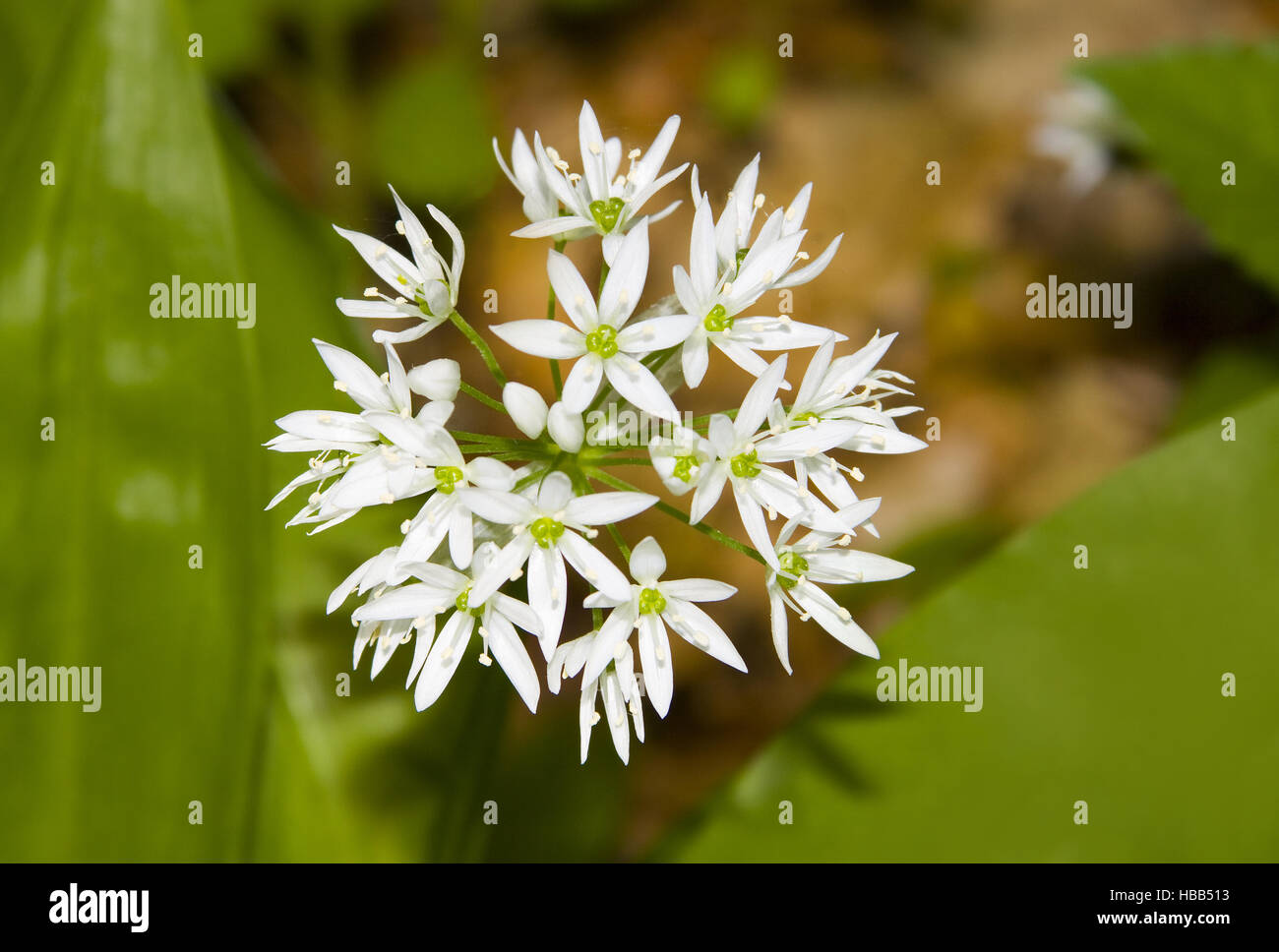 Wild garlic Allium ursinum Stock Photo