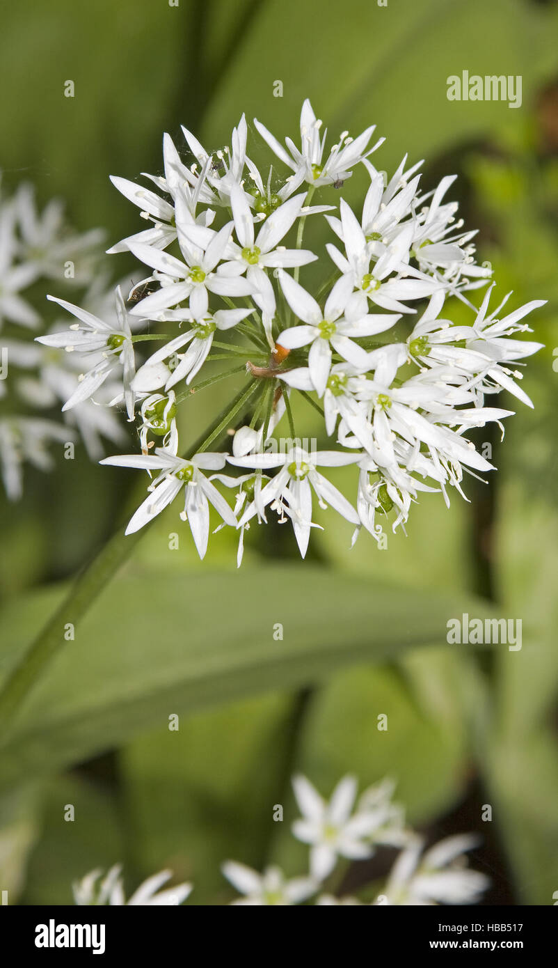 Wild garlic Allium ursinum Stock Photo
