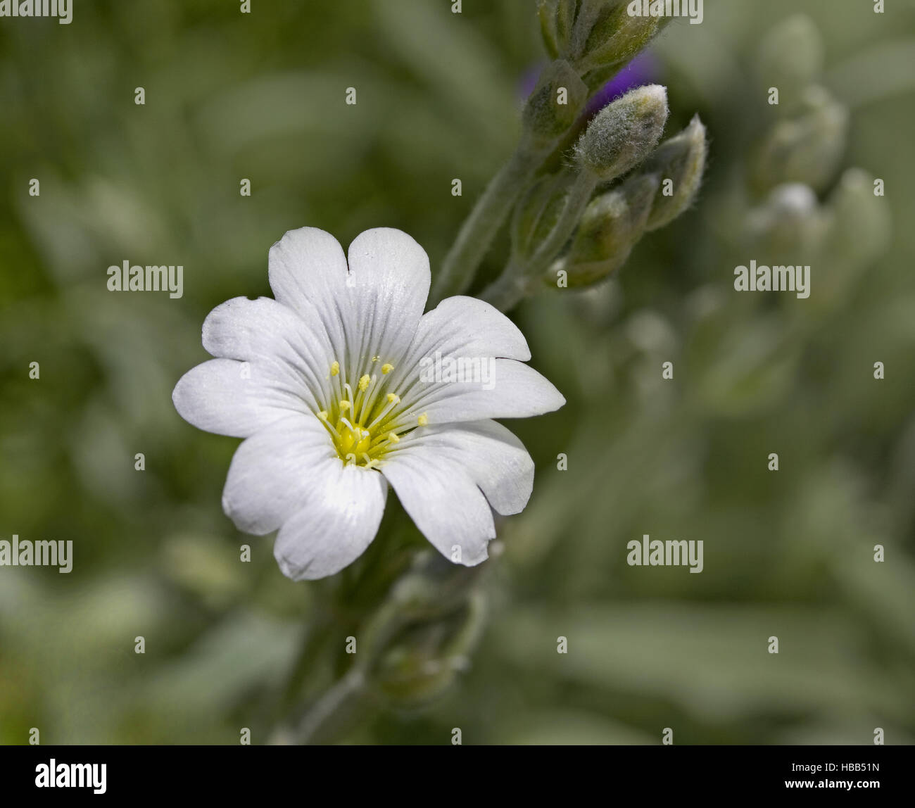 Snow-in-summer  Cerastium tomentosum Stock Photo