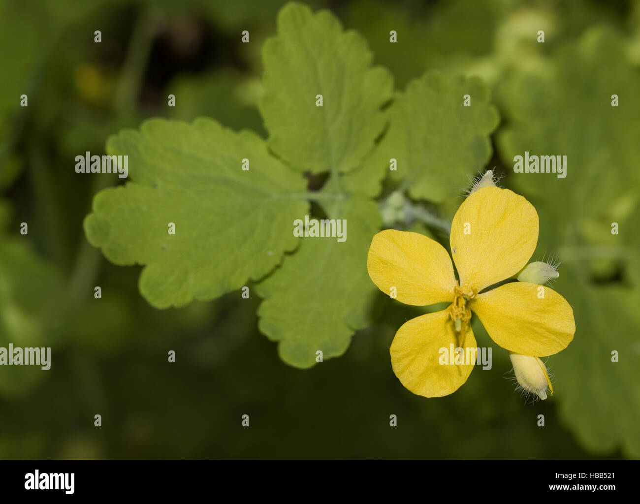 Greater celandine Chelidonium majus Stock Photo