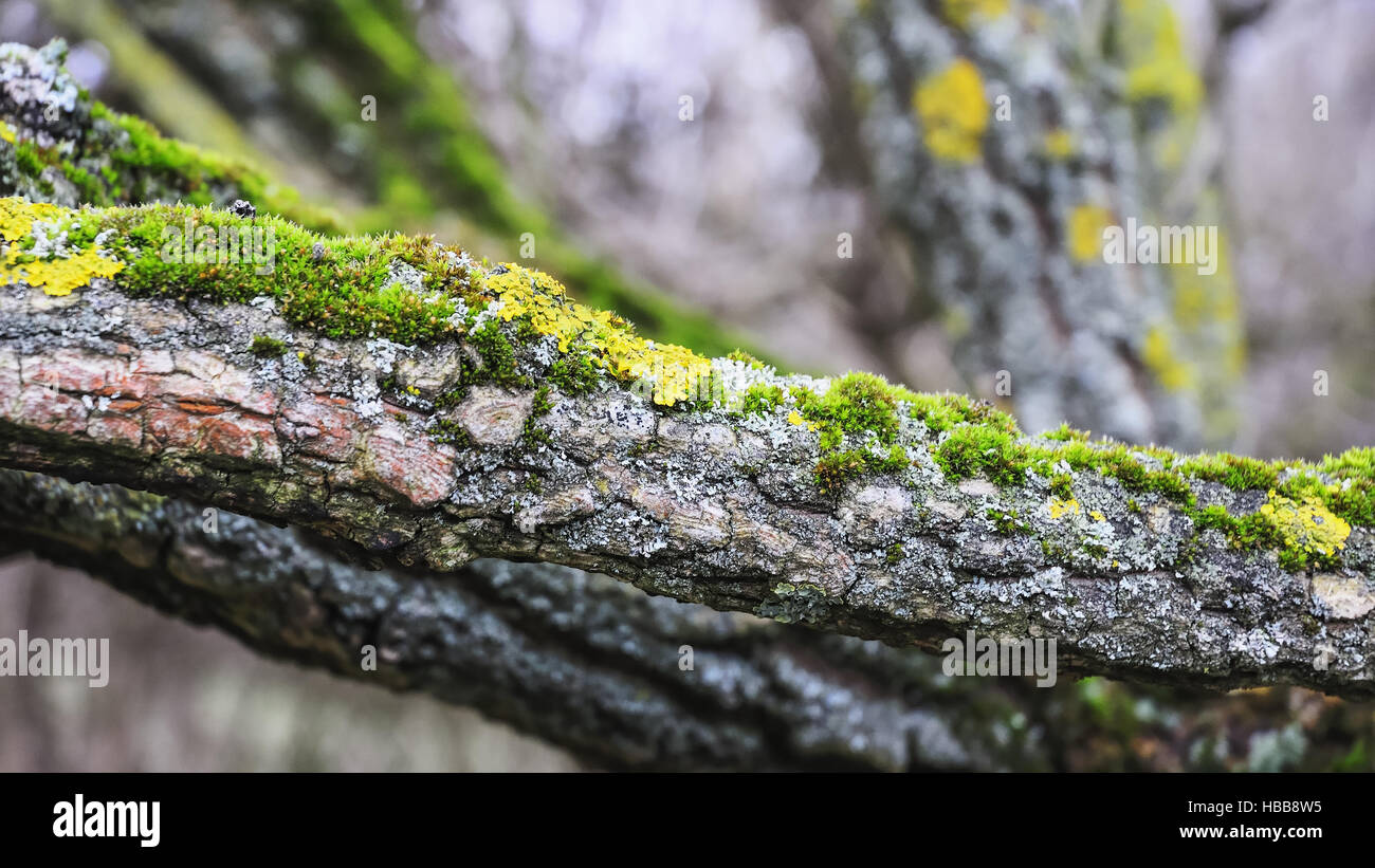Moss and lichen on a tree branch Stock Photo