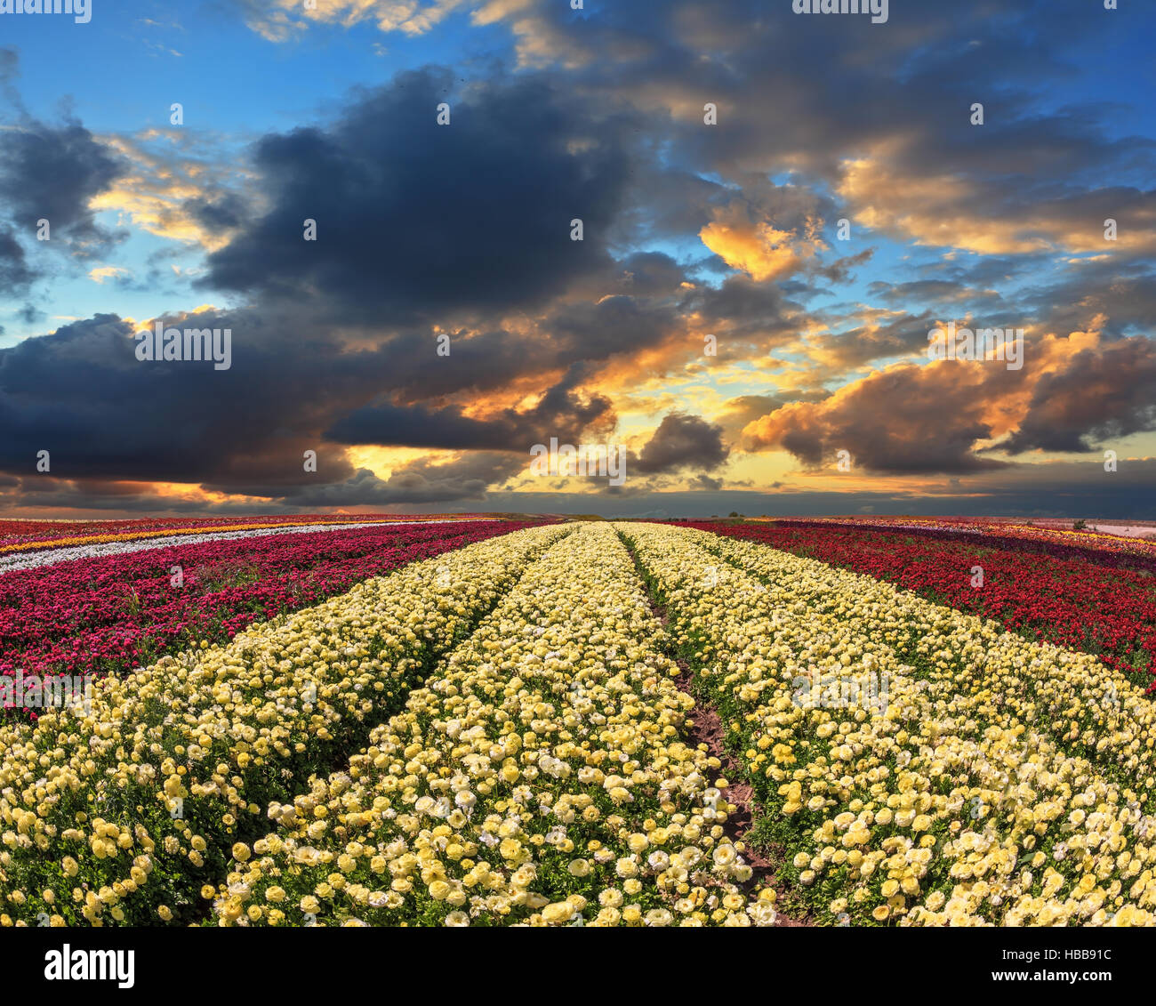 Red yellow blue flowers hi-res stock photography and images - Alamy