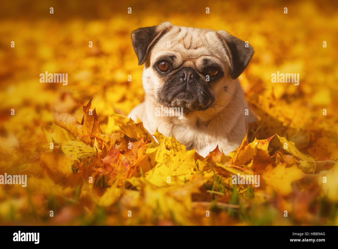 Pug in Autumn Stock Photo