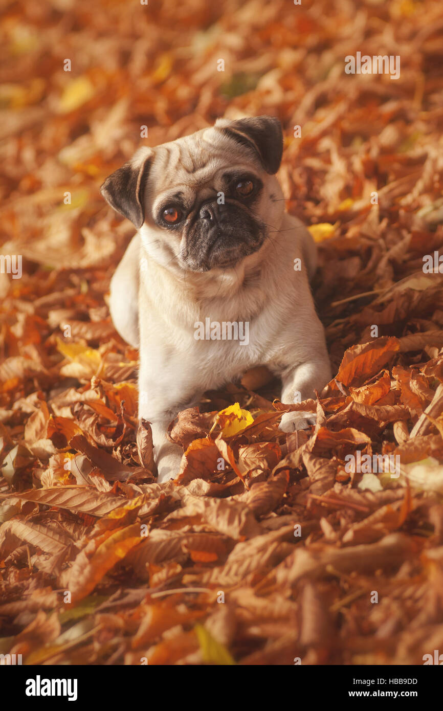 Pug in red autumn Stock Photo