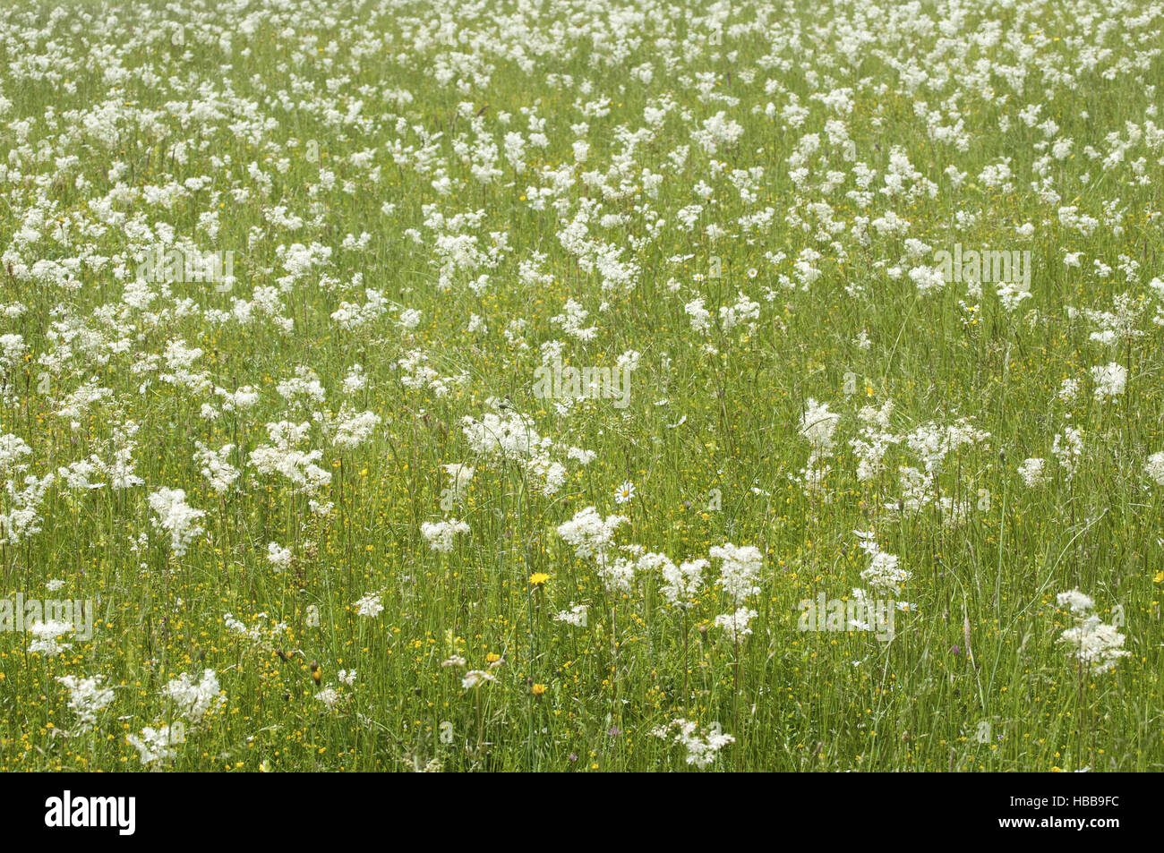 Unmowed mountain meadow Stock Photo