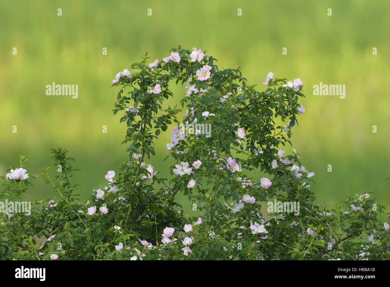 Wild rose Stock Photo