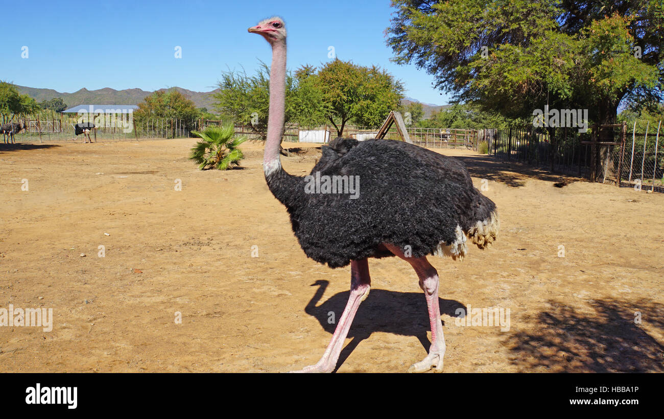 Red Ostrich from Kenya Stock Photo