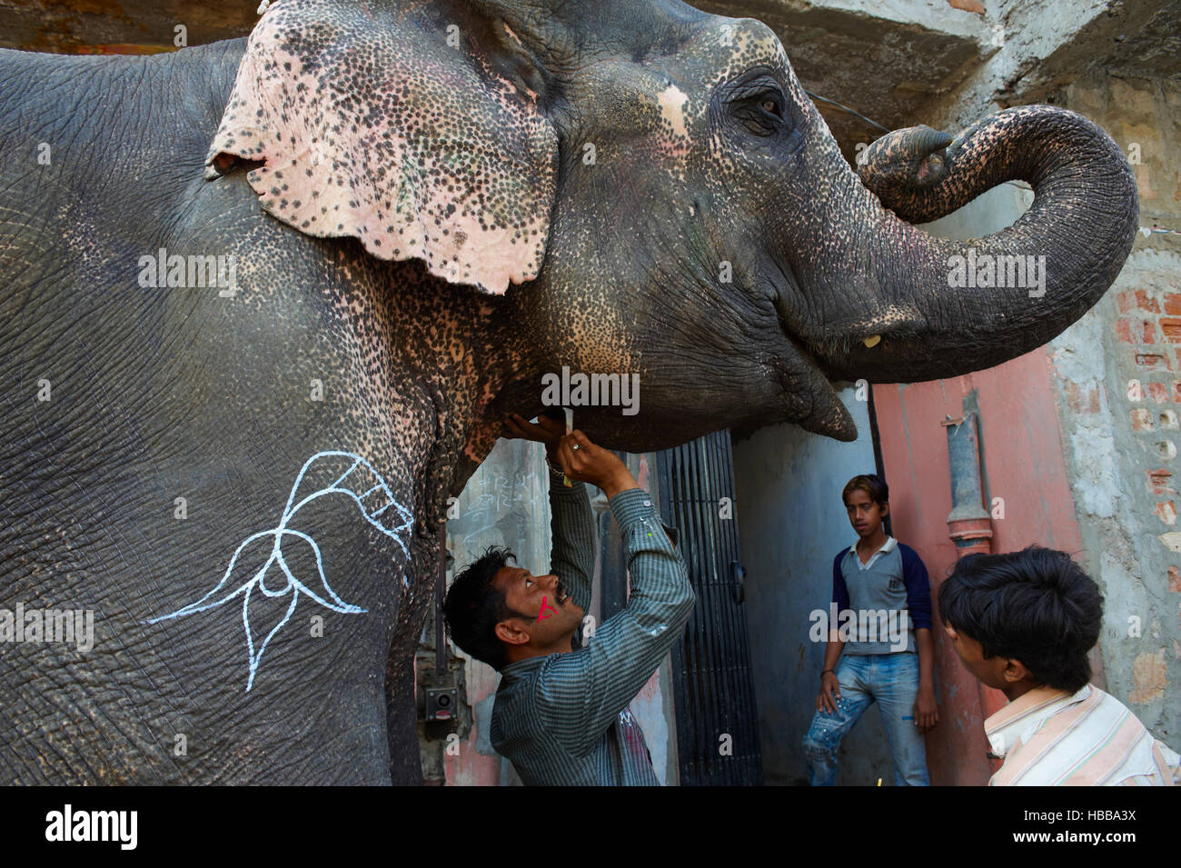 Inde, Rajasthan, Jaipur, peinture et decoration des elephants pour le