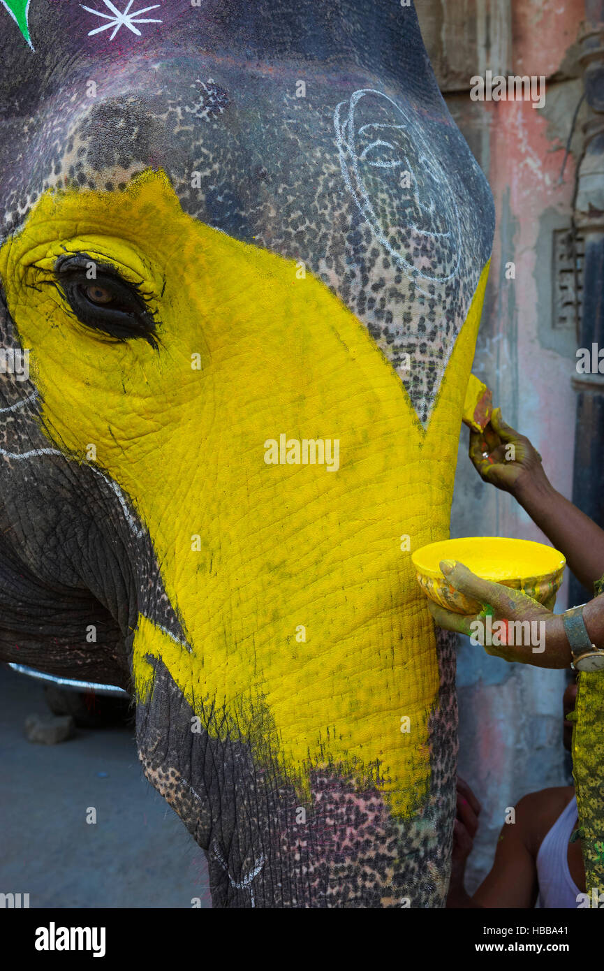 Inde, Rajasthan, Jaipur, peinture et decoration des elephants pour le