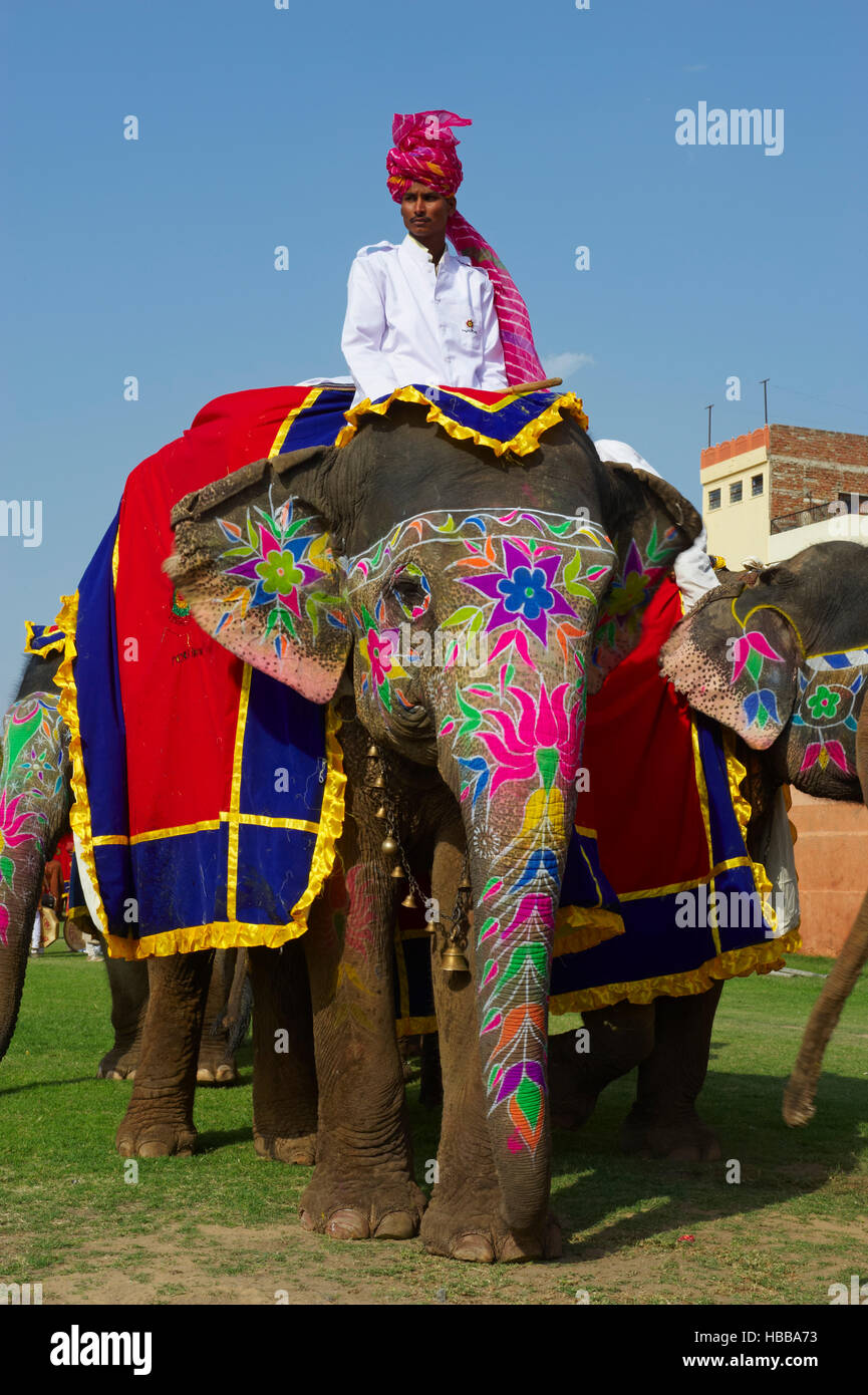 holi celebration jaipur
