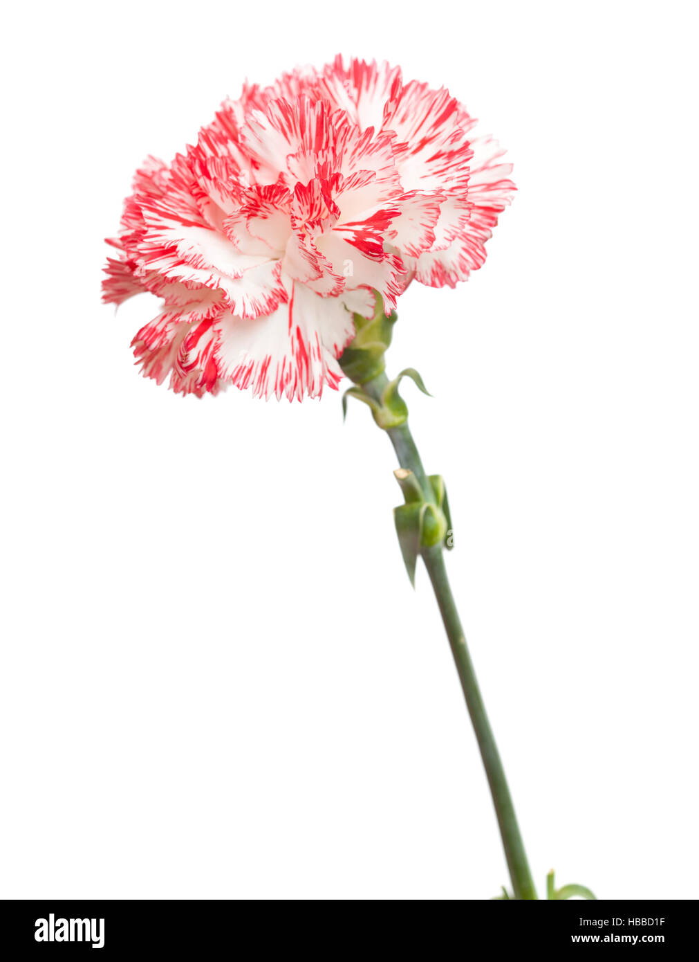 white and bright pink carnation isolated on white backgrond Stock Photo ...