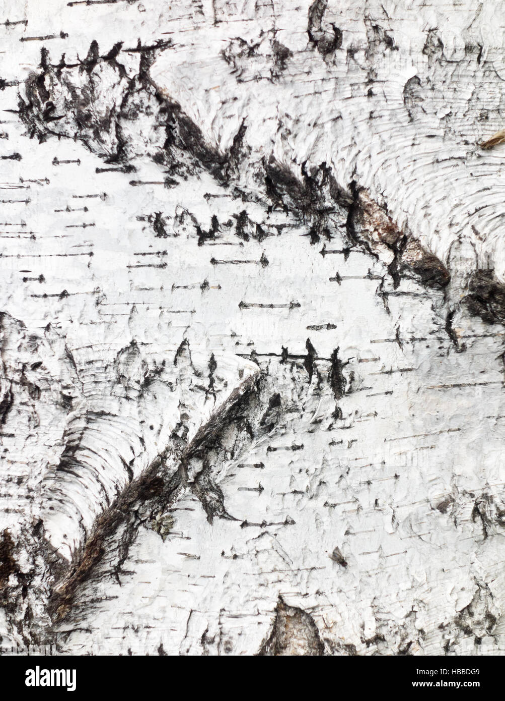 birch bark background Stock Photo - Alamy