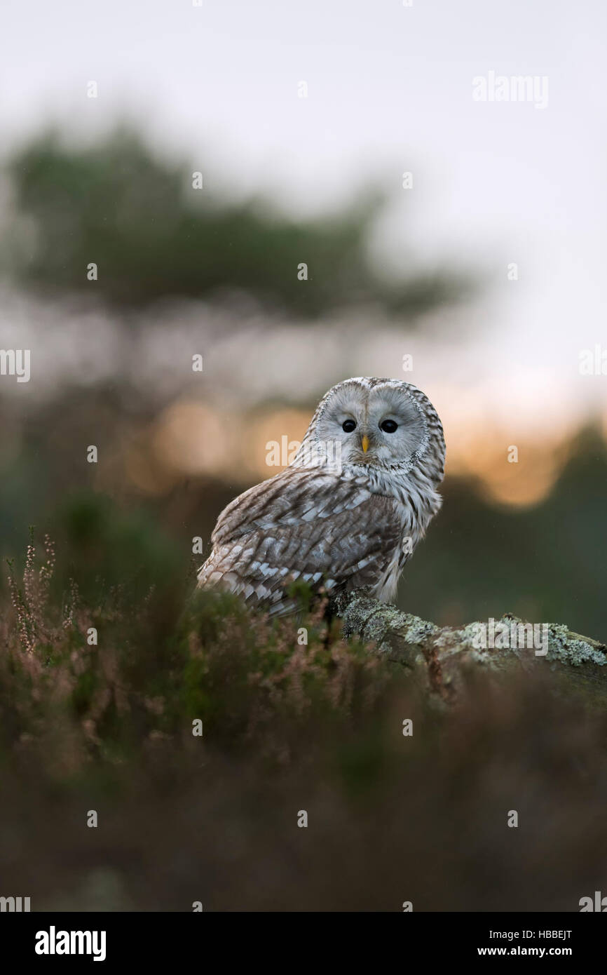 Ural Owl / Habichtskauz ( Strix uralensis ) on a clearing, side view, turning its head, first morning light, in natural surrounding. Stock Photo