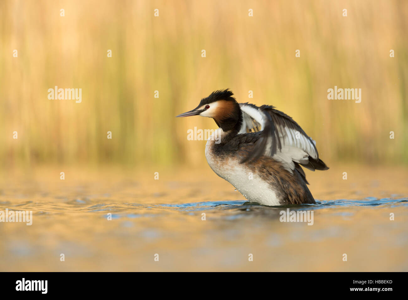 Great Crested Grebe / Haubentaucher ( Podiceps cristatus ) in breeding dress, stretching, beating with its wings, in first morning light. Stock Photo