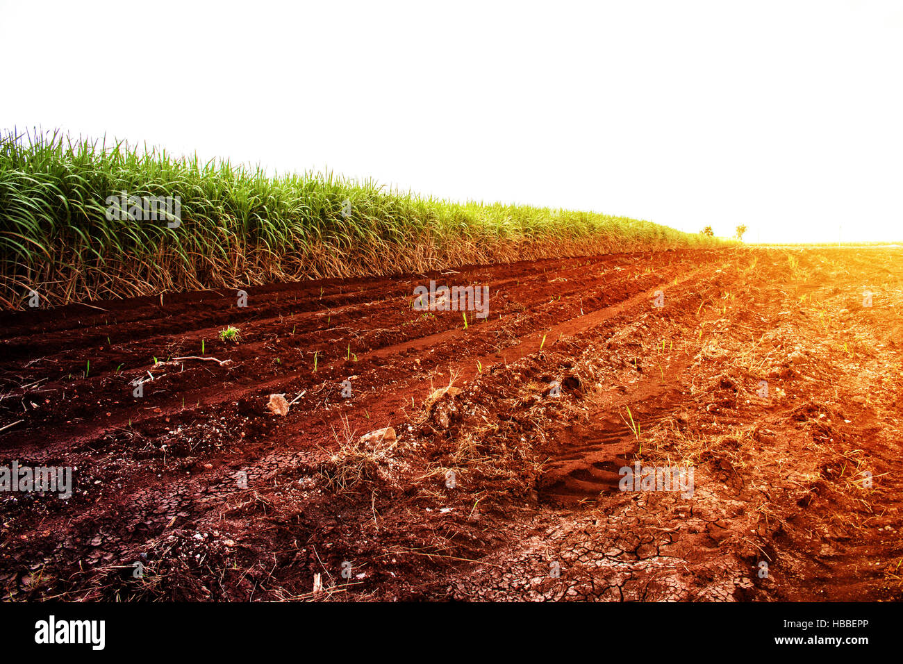 Sugarcane sustainability hi-res stock photography and images - Alamy