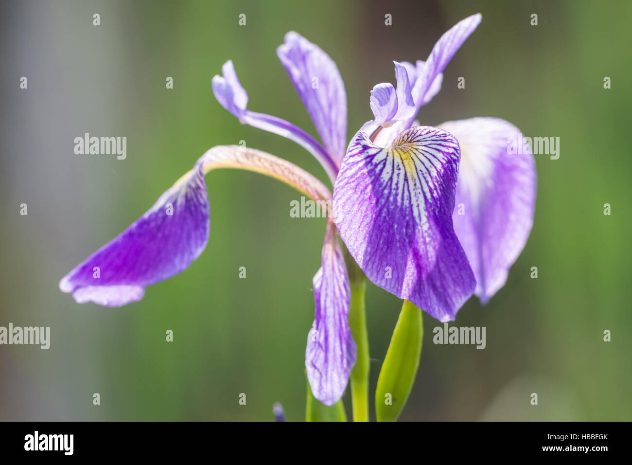Iris pseudacorus Stock Photo