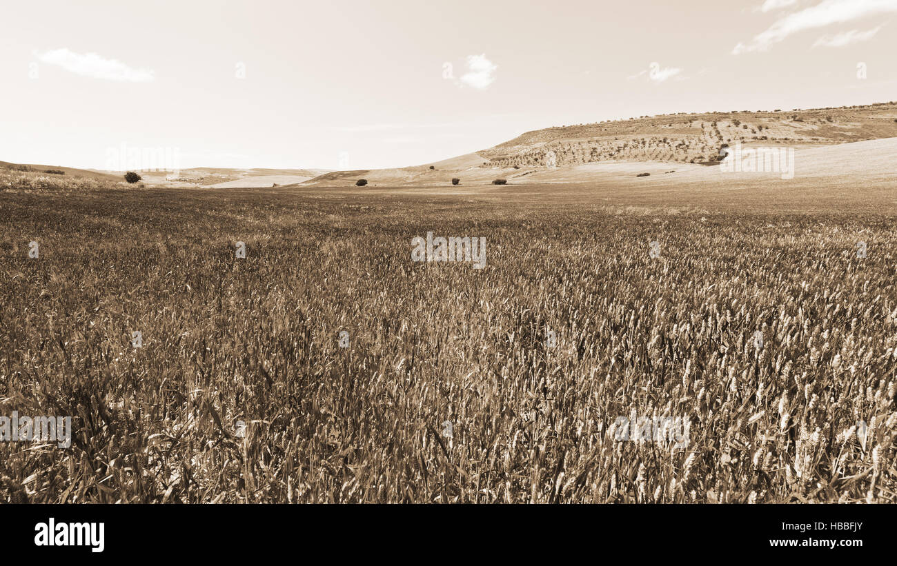 Wheat Fields of Sicily Stock Photo - Alamy
