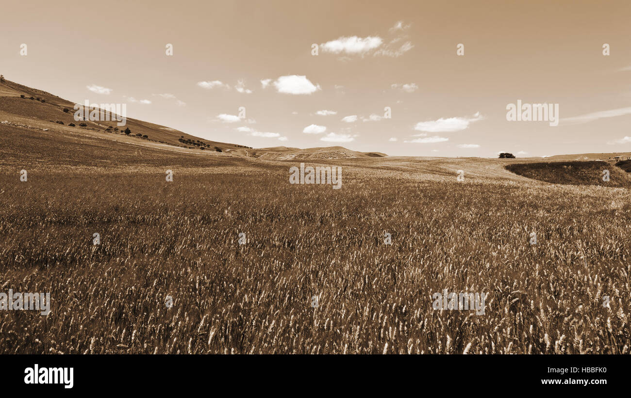 Wheat Fields of Sicily Stock Photo - Alamy