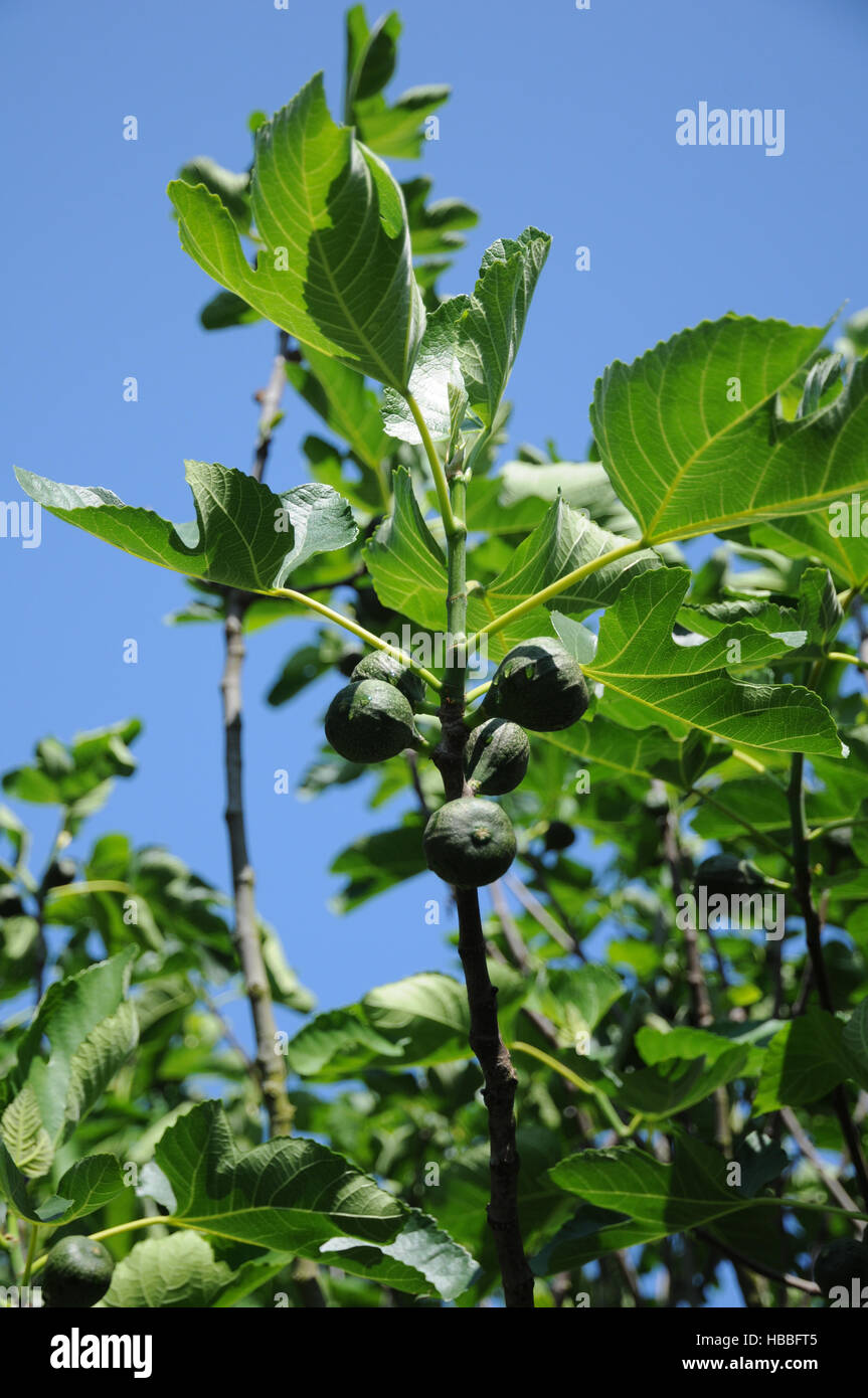 Ficus carica, Fig tree Stock Photo