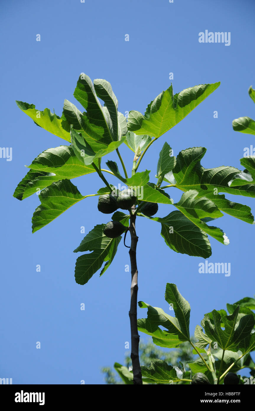 Ficus carica, Fig tree Stock Photo - Alamy