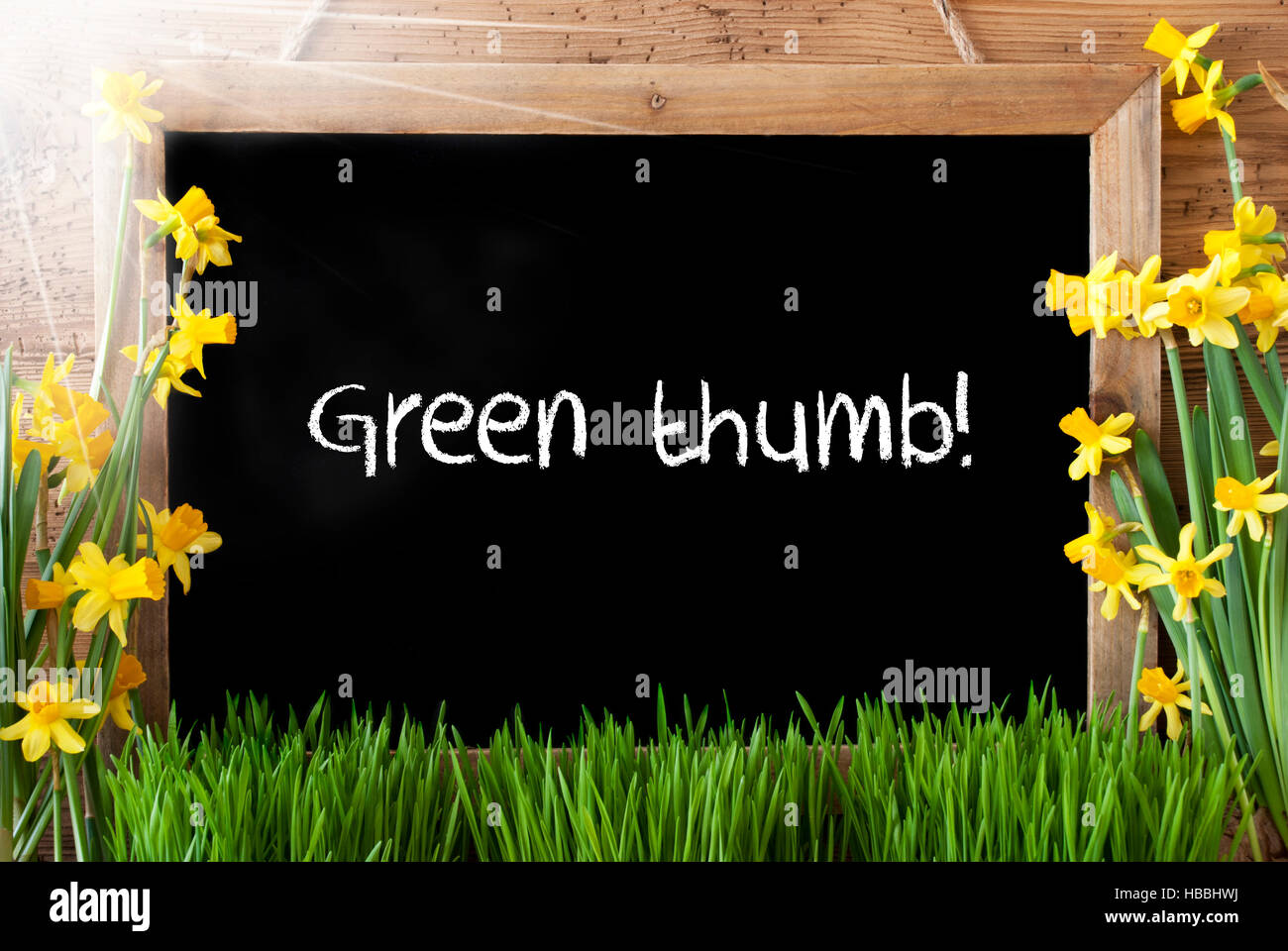 Sunny Spring Narcissus, Chalkboard, Text Green Thumb Stock Photo