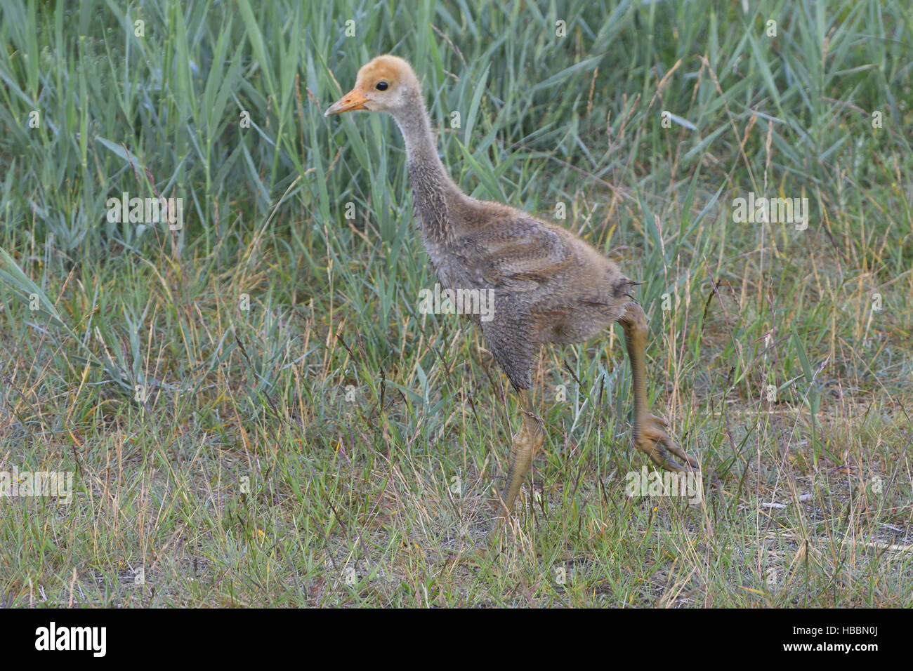 Young Common crane Stock Photo Alamy