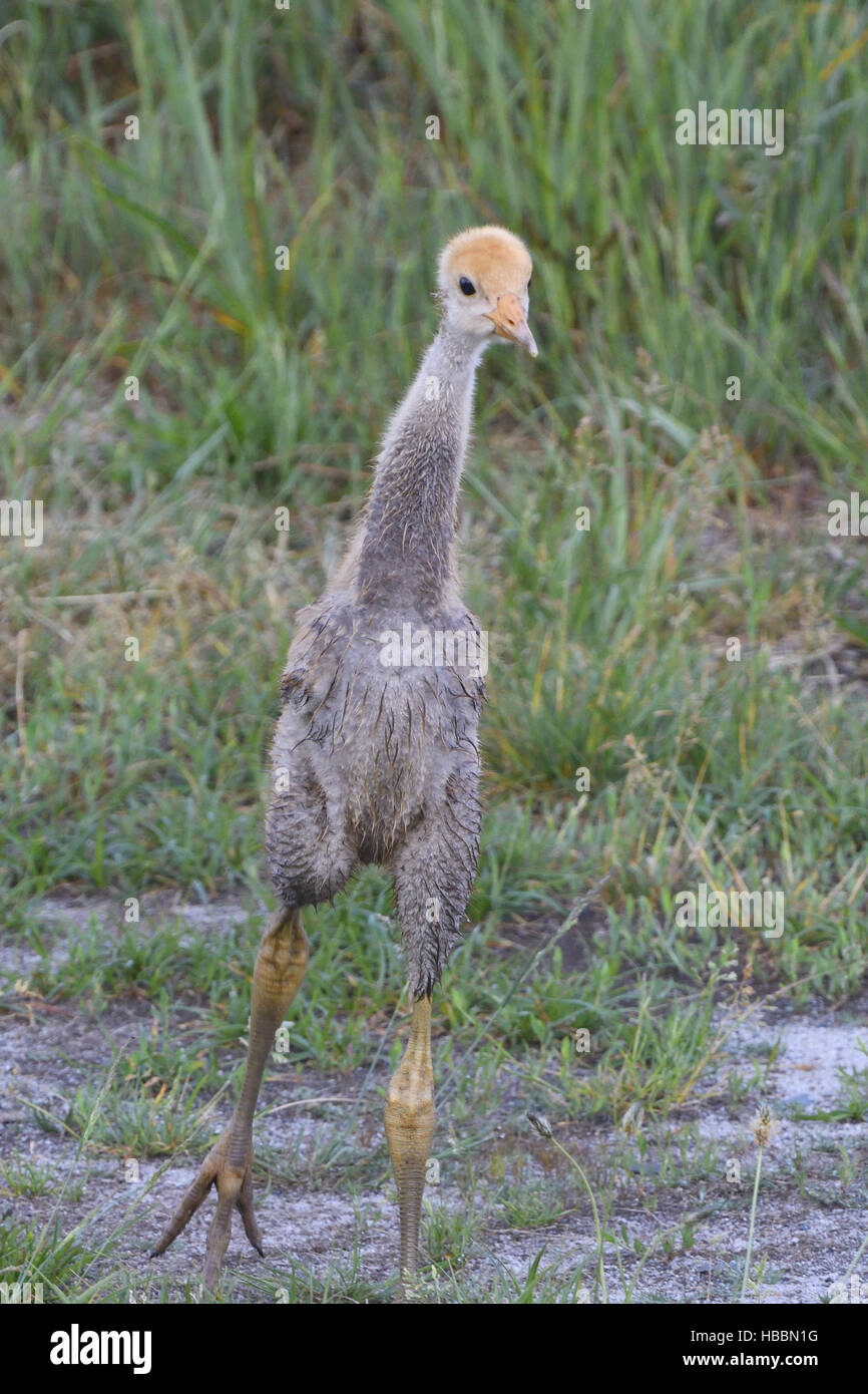 Young Common crane Stock Photo Alamy