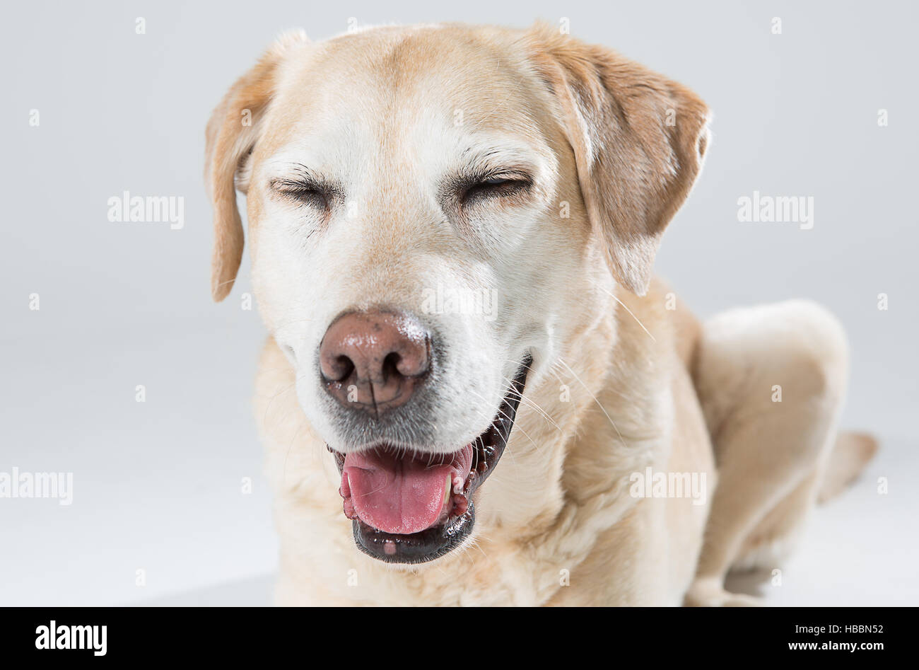 labrador Stock Photo