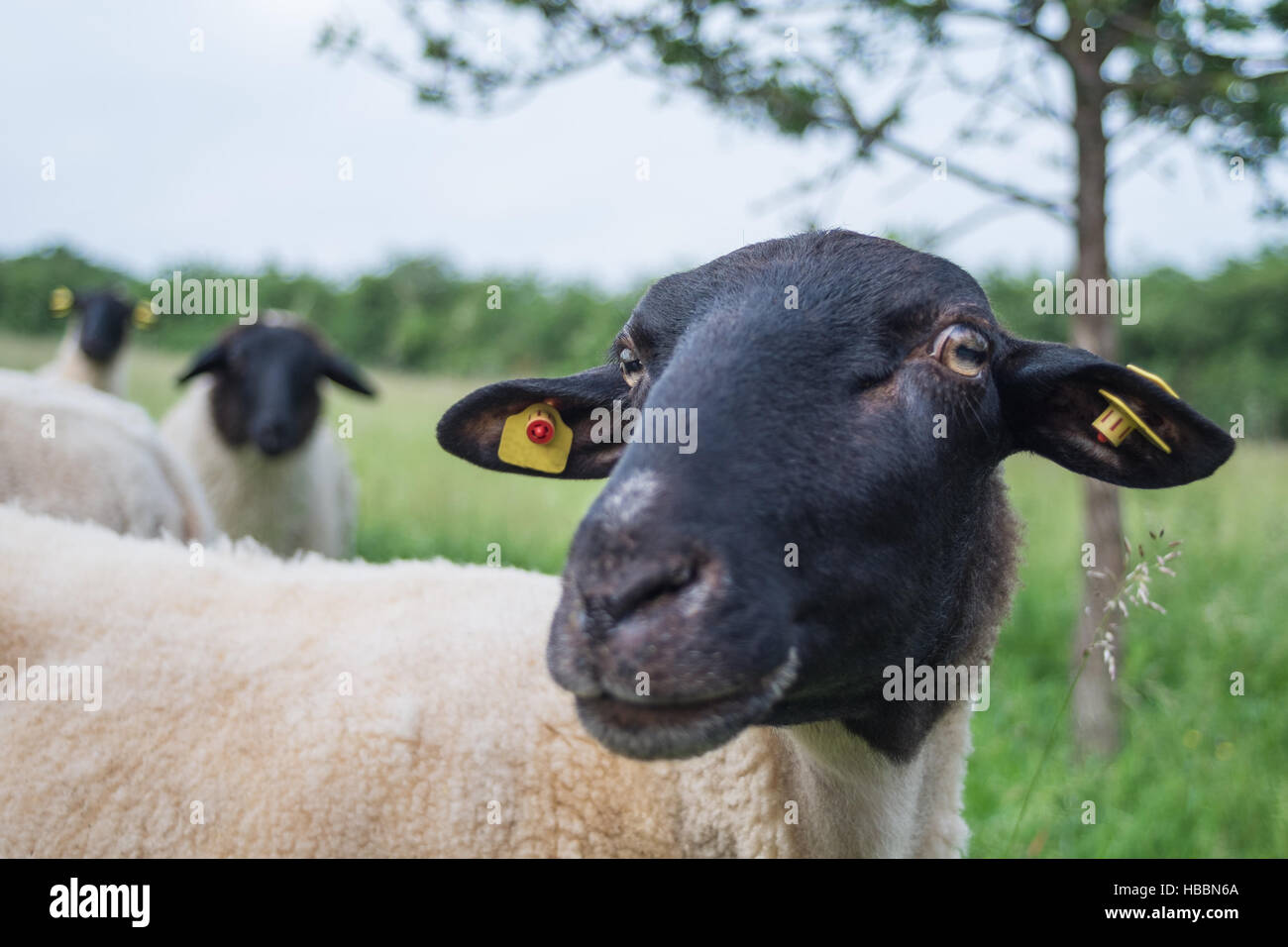 Rhön sheep Stock Photo