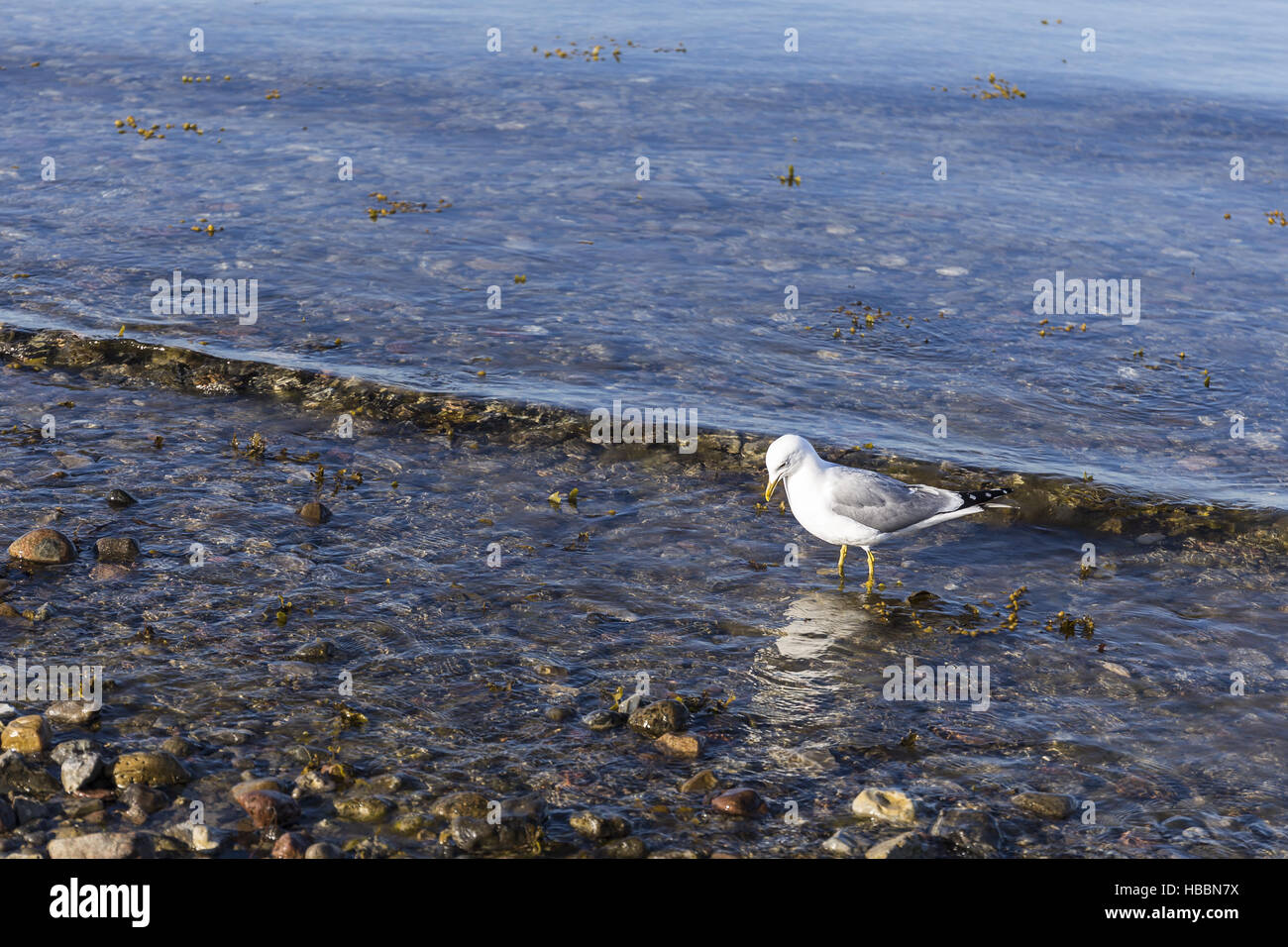 A seagull standing in water Stock Photo