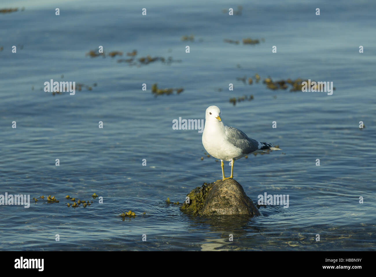 A seagull standing on a stone Stock Photo
