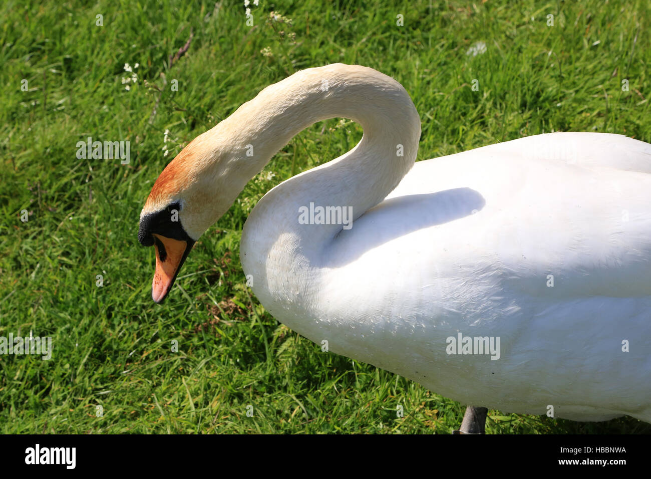 Mute Swan, Cygnus olor Stock Photo