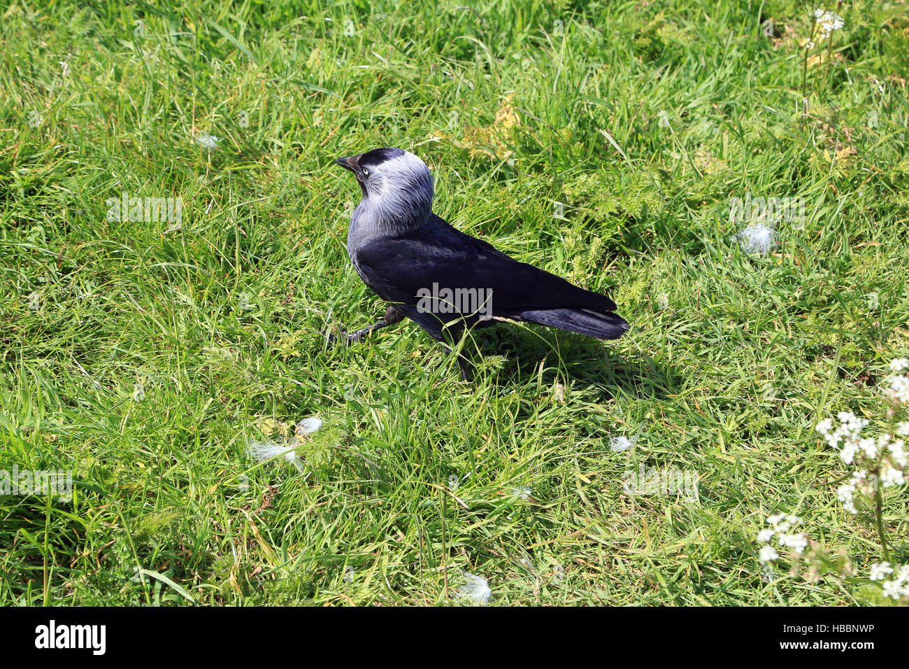 Jackdaw, Corvus monedula Stock Photo