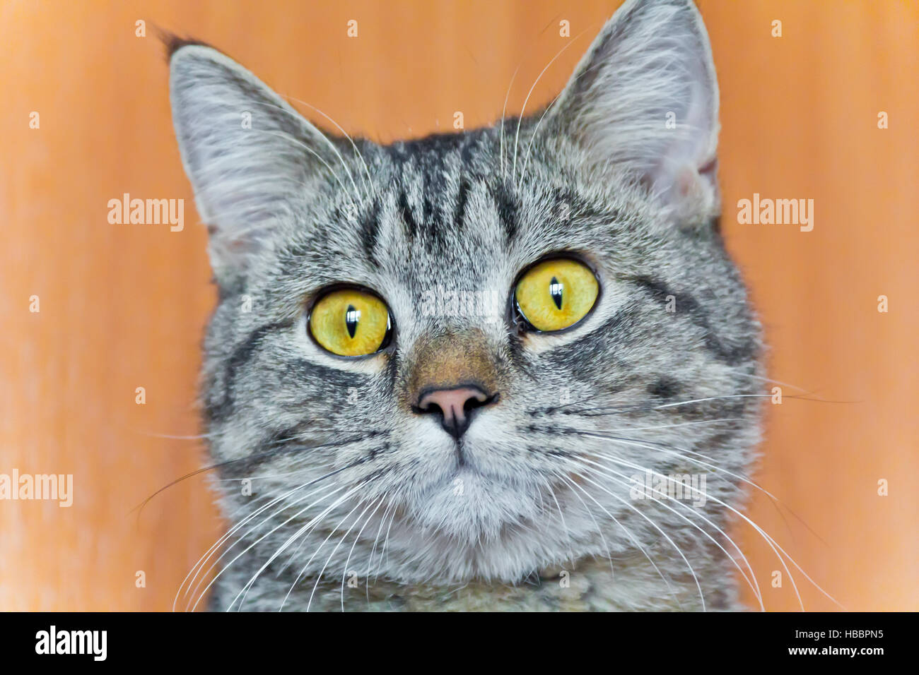 Cat portrait with yellow eyes Stock Photo