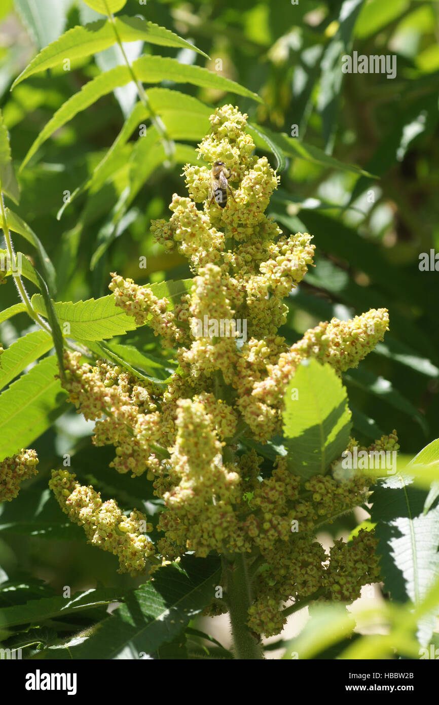 Rhus typhina, Sumac, with bee Stock Photo Alamy