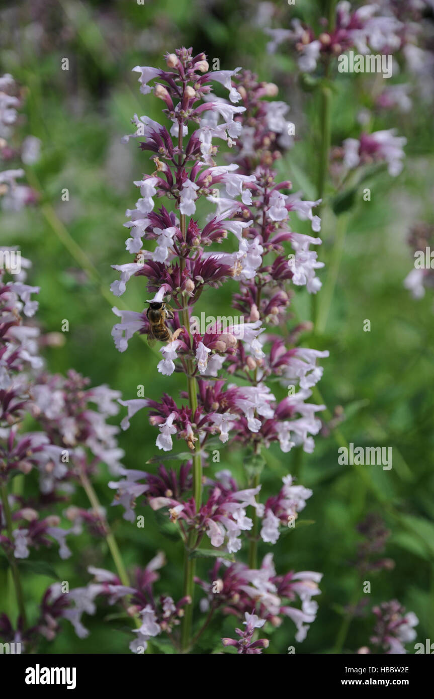 Stachys officinalis Rosea, Woundwort Stock Photo