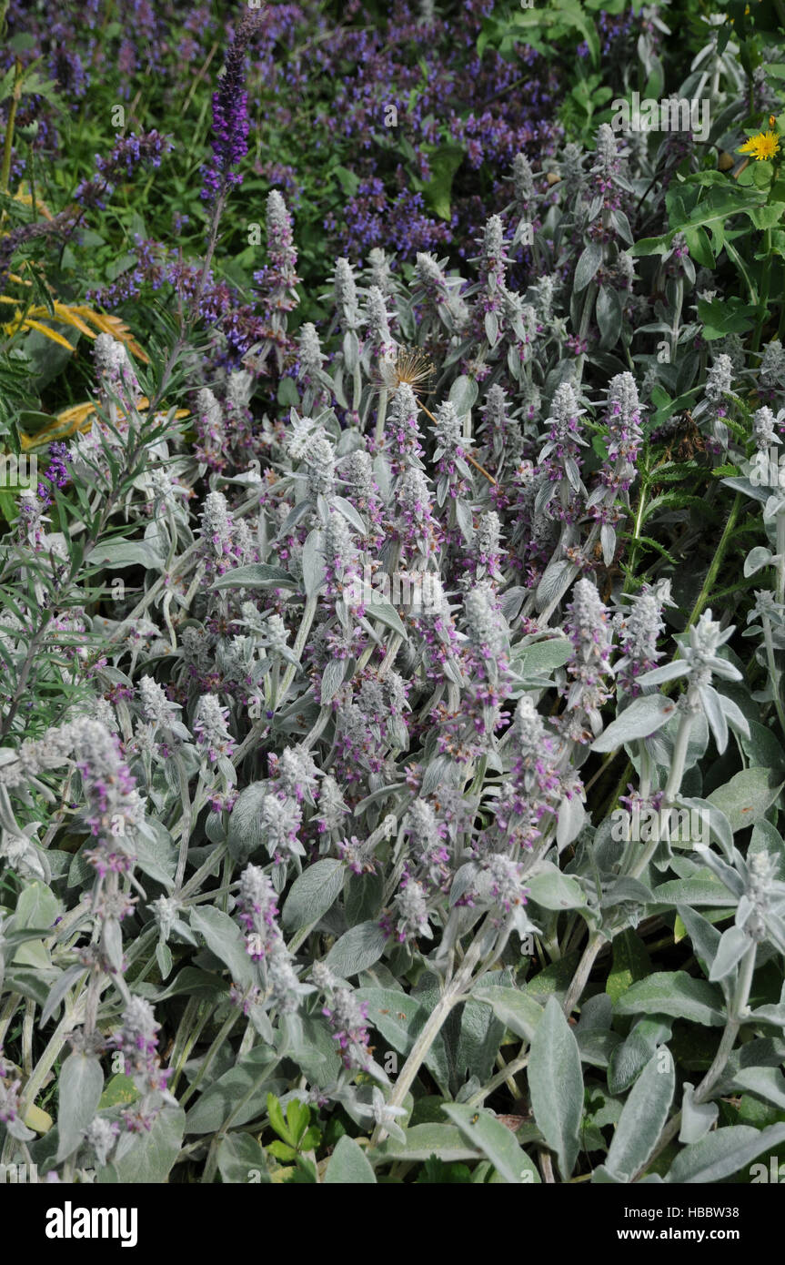 Stachys byzantina, Lambs-ear Stock Photo