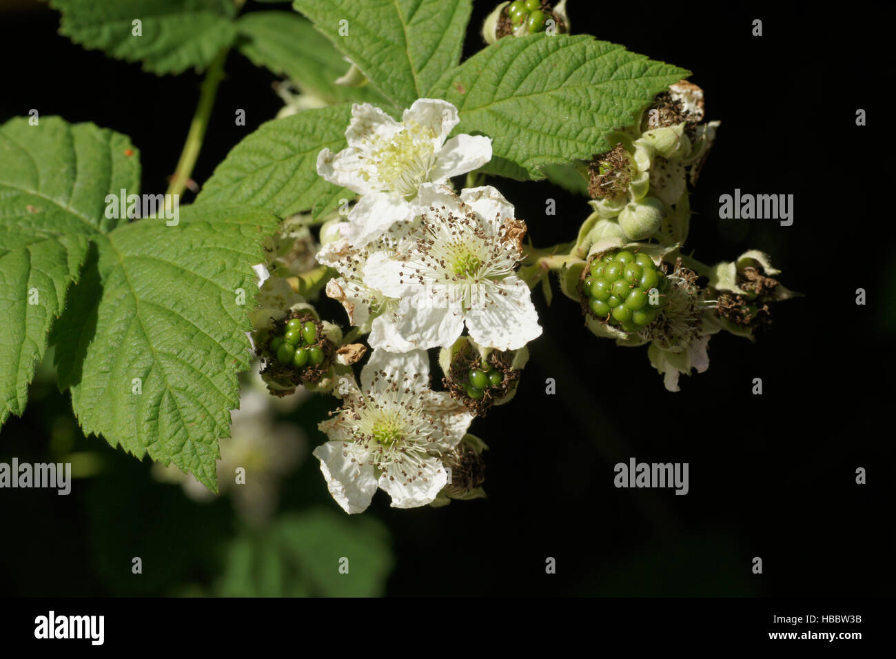 Rubus fruticosus, Blackberry Stock Photo