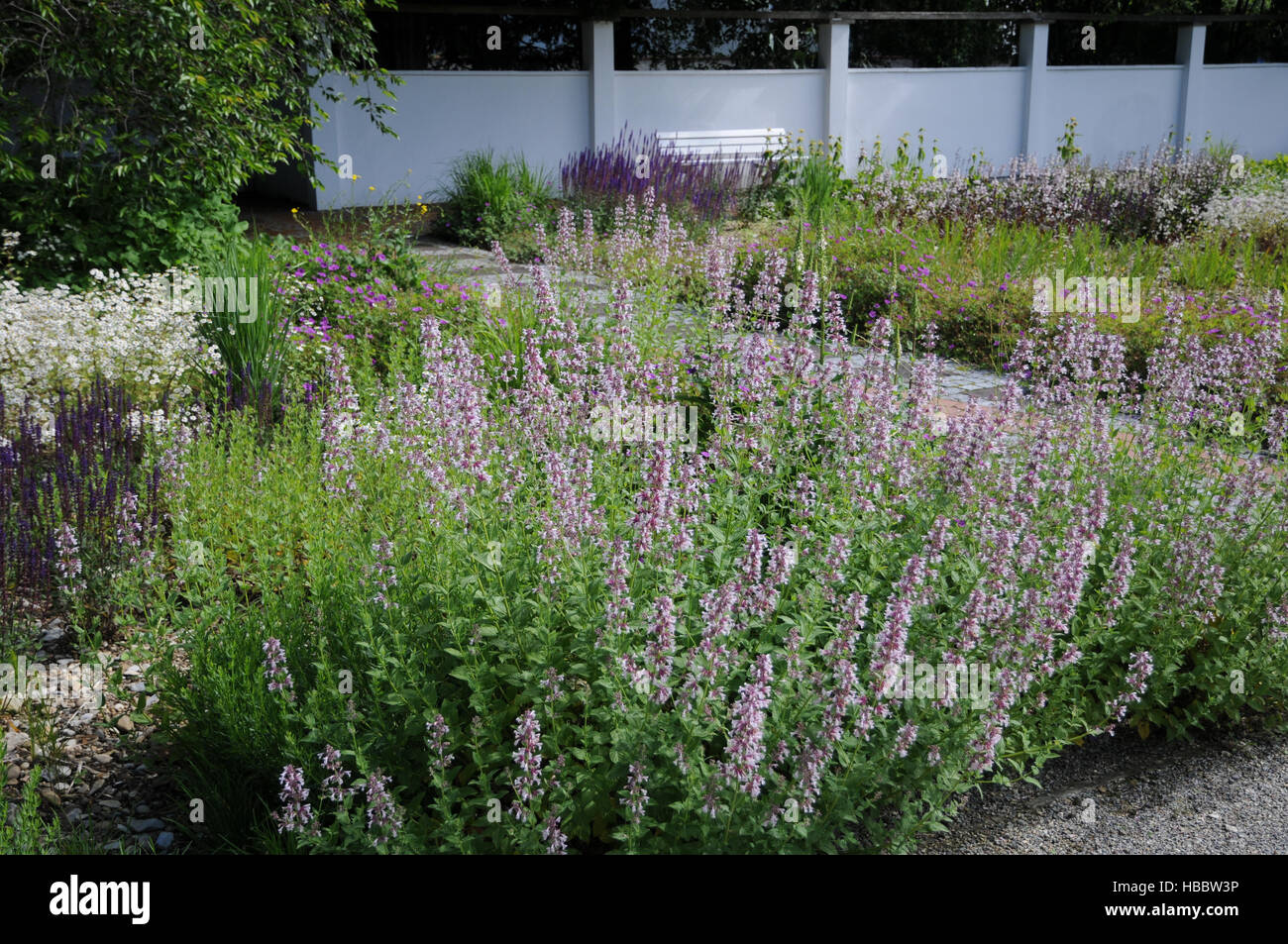 Stachys officinalis Rosea, Woundwort Stock Photo