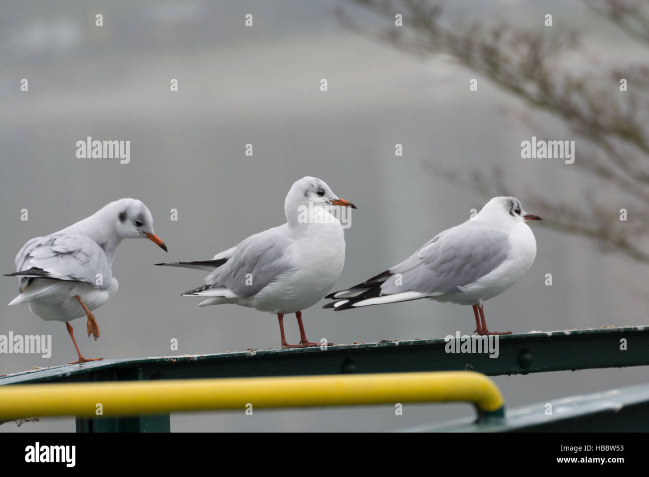 Three seagulls sitting on a metal railing Stock Photo