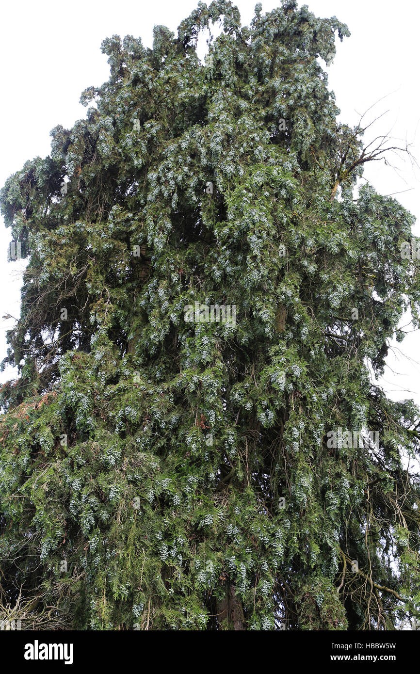 Lawson cypress, Chamaecyparis lawsoniana Stock Photo
