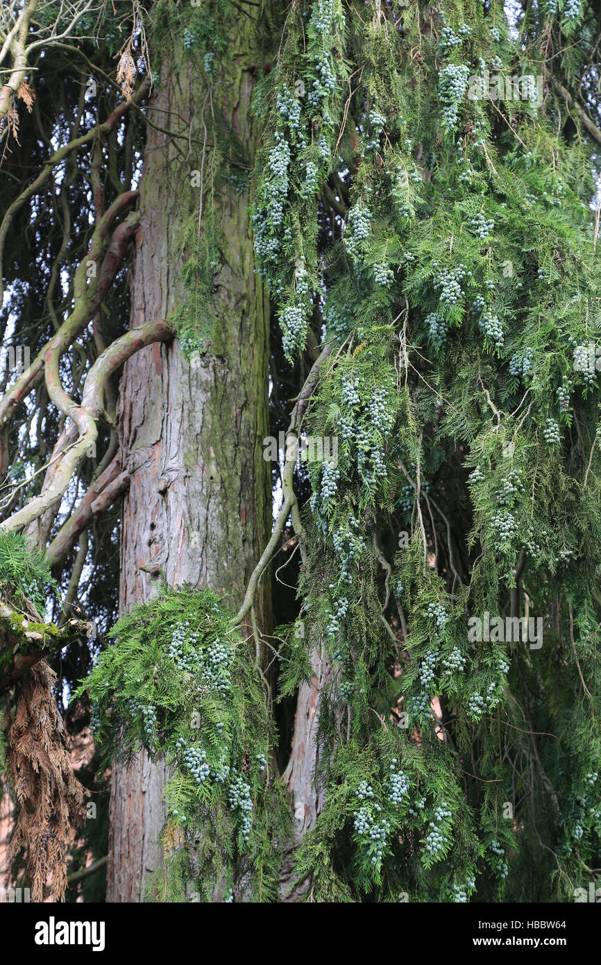 Lawson cypress, Chamaecyparis lawsoniana Stock Photo