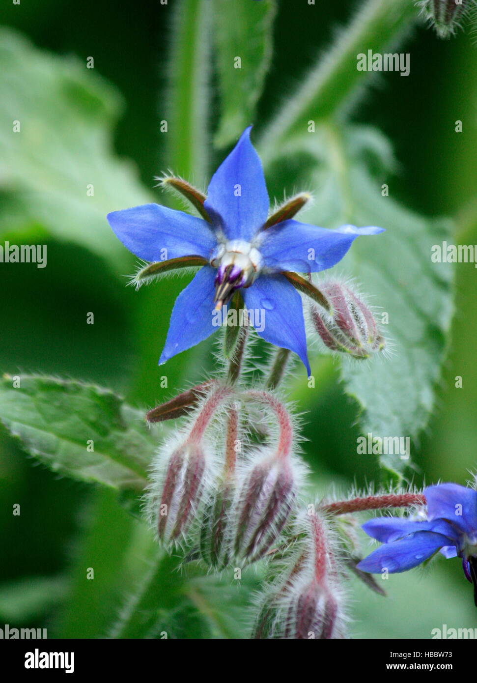 Borage flower, blue star Stock Photo