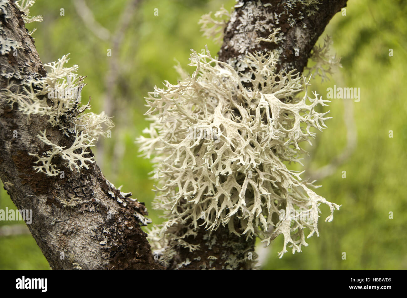 Iceland moss closeup Stock Photo