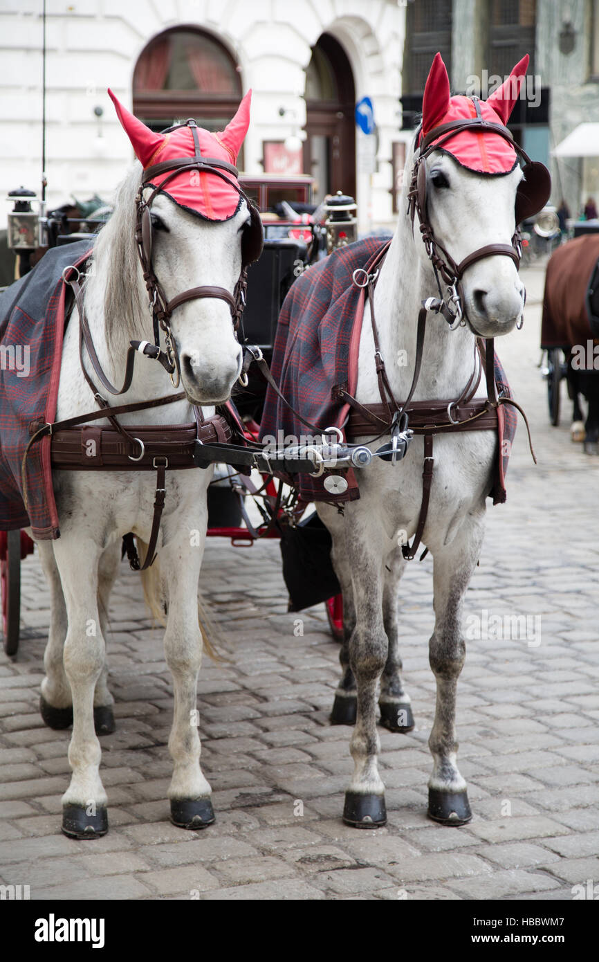 White horses Vienna Stock Photo Alamy