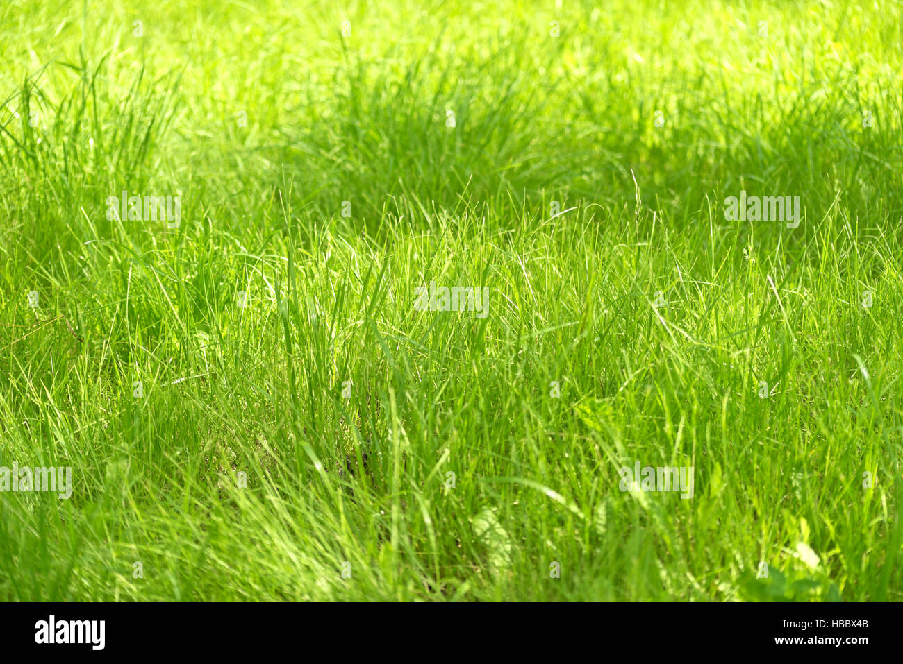 green grass background Stock Photo - Alamy