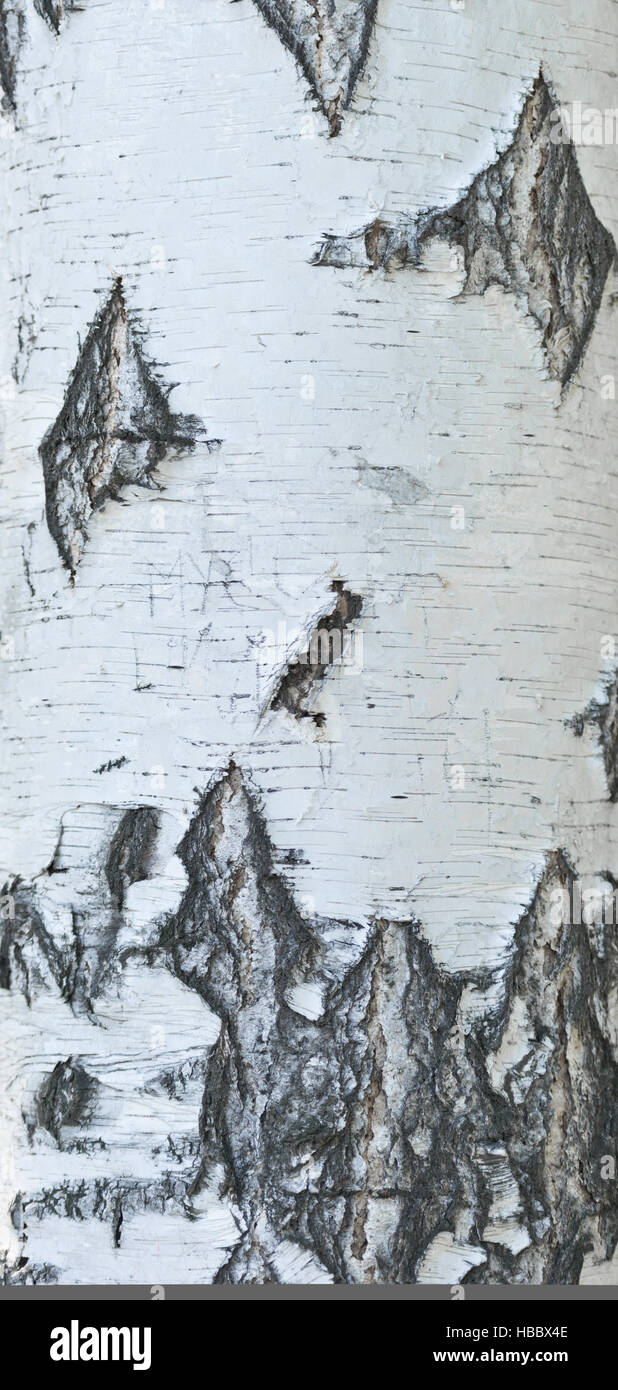 birch bark background Stock Photo - Alamy